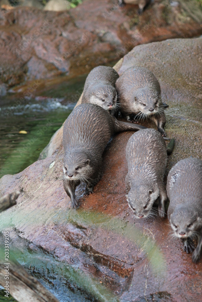 Fototapeta premium otter Asian small-clawed otters