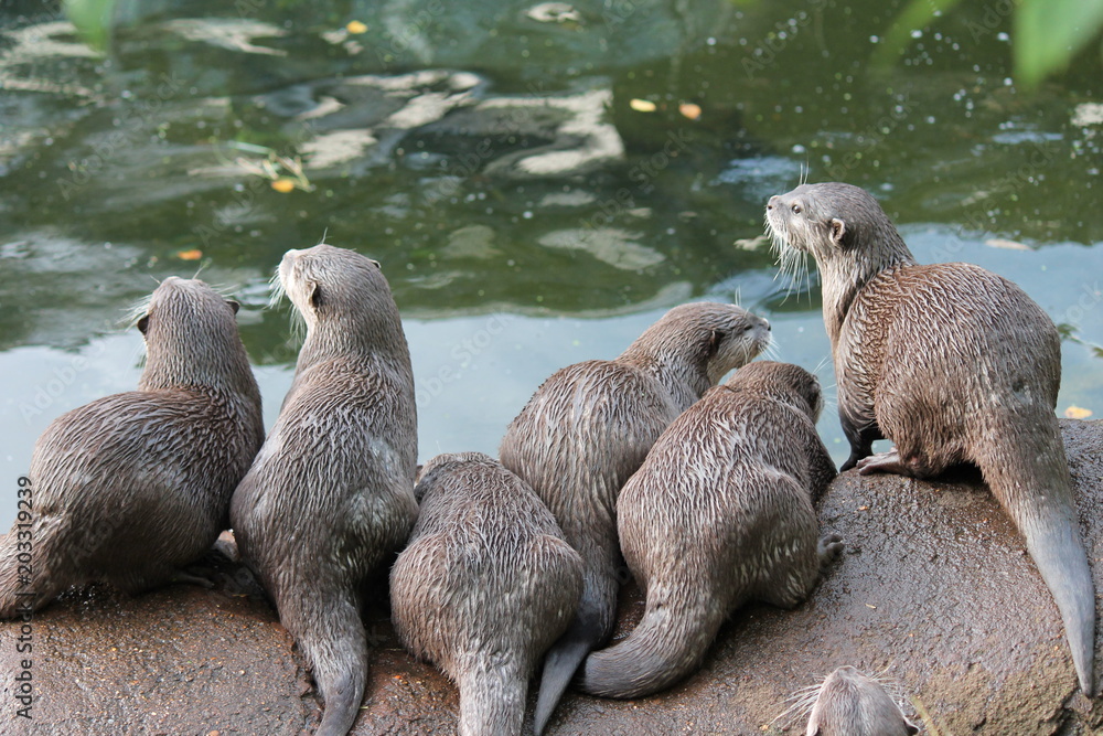 Fototapeta premium otter Asian small-clawed otters