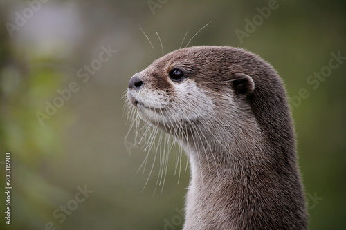 Cute close up portrait of an Asian or Oriental small clawed otter (Aonyx cinerea) with out of focus background