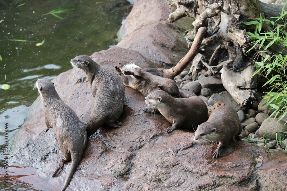 Naklejka premium otter Asian small-clawed otters