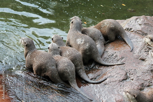 otter Asian small-clawed otters © cheekylorns