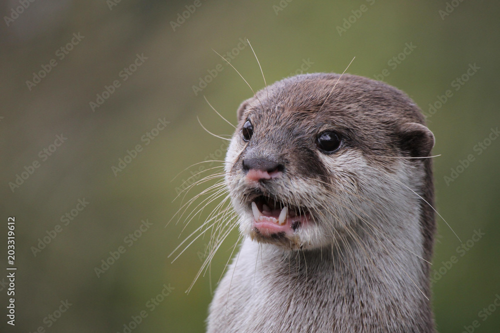Close up portrait of an Asian or Oriental small clawed otter (Aonyx cinerea) calling out Close up portrait of an Asian or Oriental small clawed otter (Aonyx cinerea) calling out