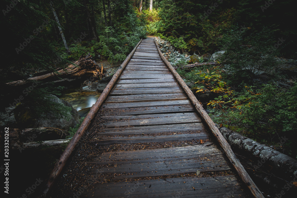 Wood Bridge in Forest