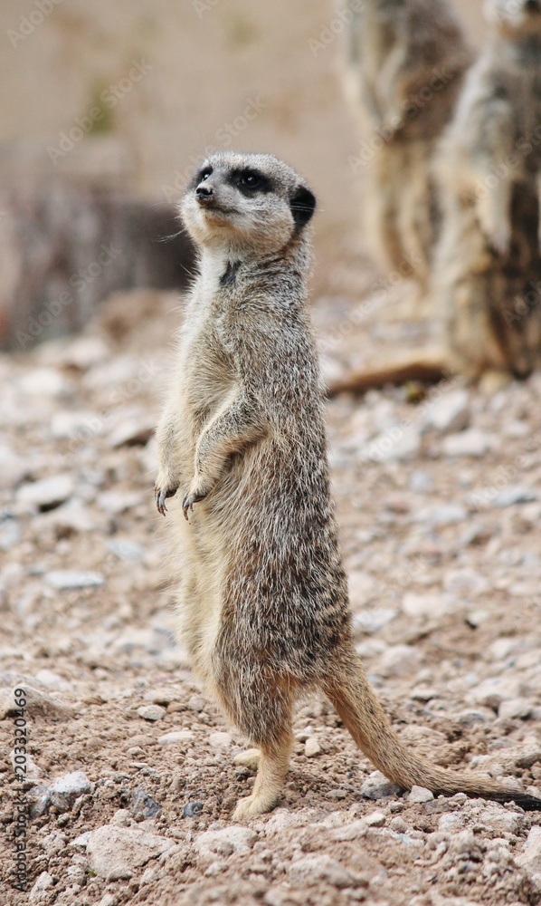 Fototapeta premium meerkat close up