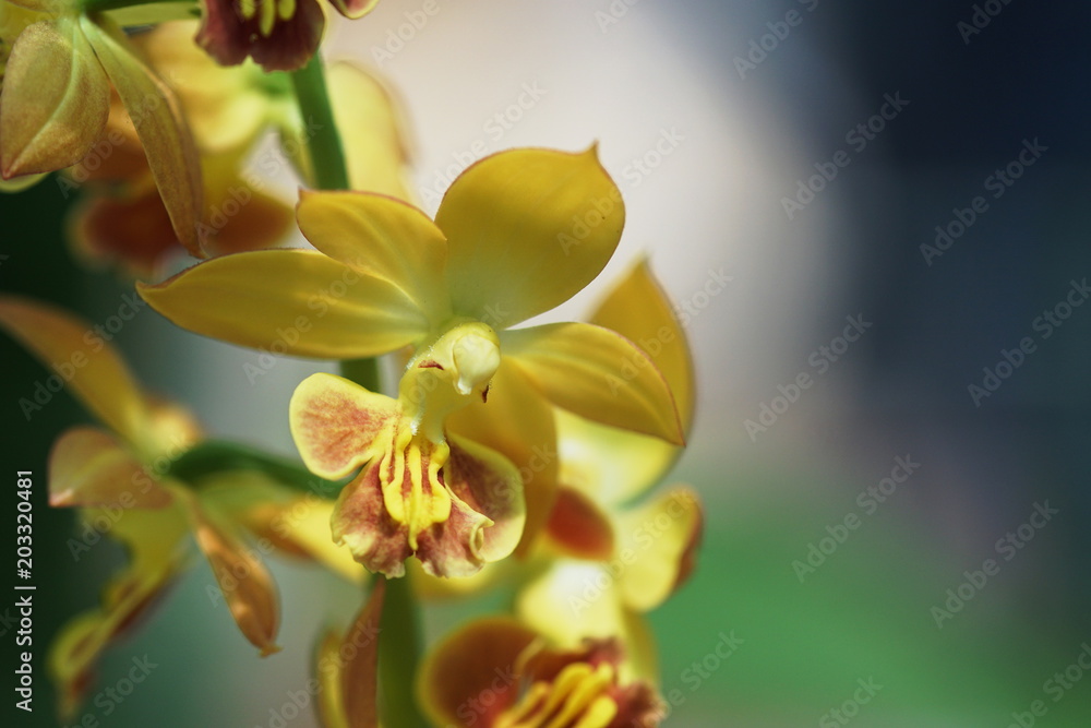 Obraz premium Calanthe