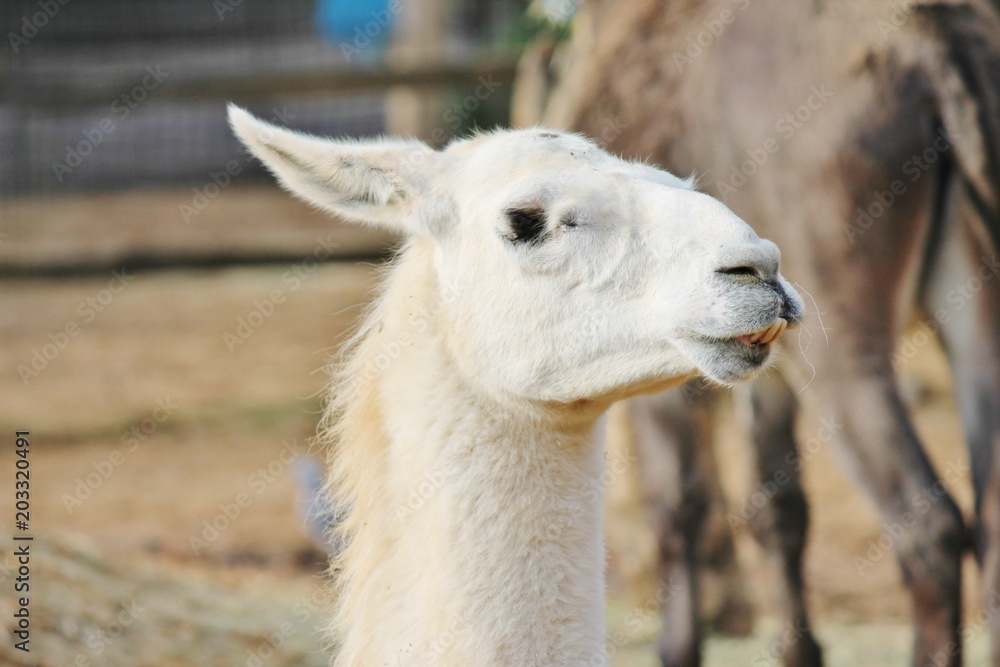 Obraz premium Canal boat with iron bridge
