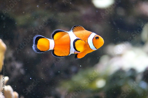 clownfish clown fish swimming in a tank by coral from Australia
