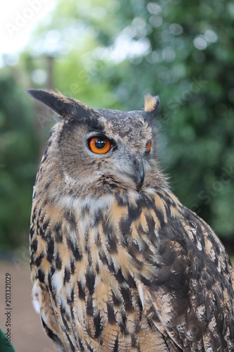 Great horned owl close-up