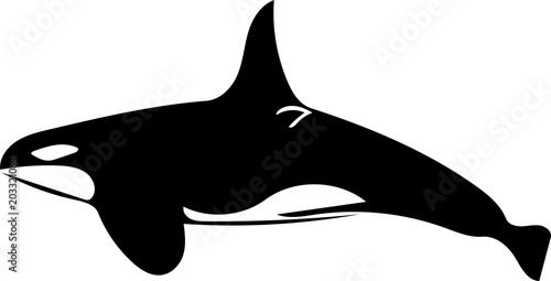 killer whale