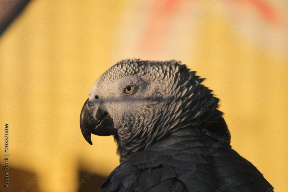 Obraz premium gray parrot - African Grey Parrot