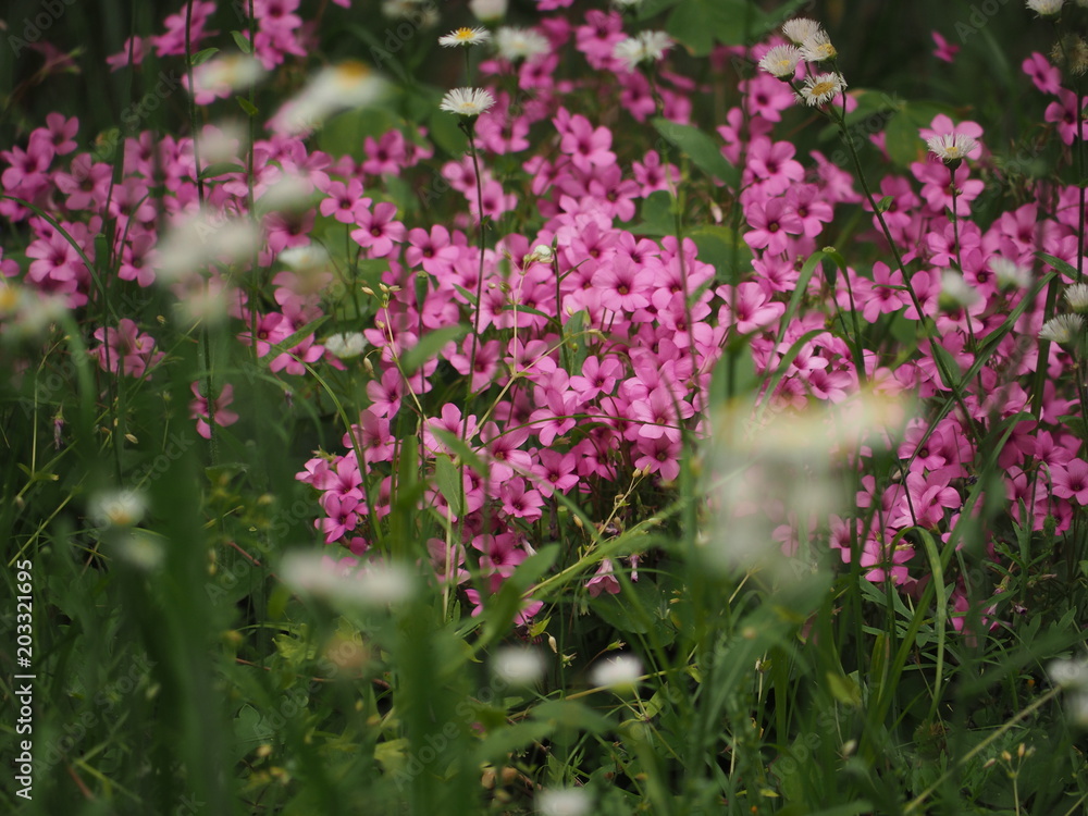Obraz premium ピンクの花