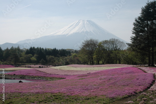 芝桜と富士山 © 光一 千葉