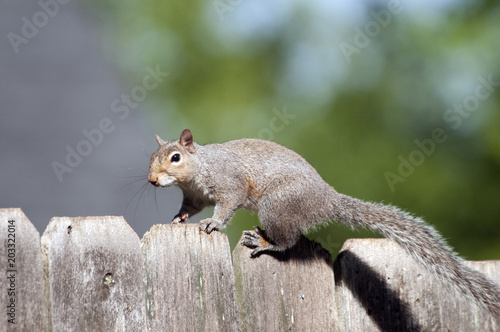 squirrel on top of fence