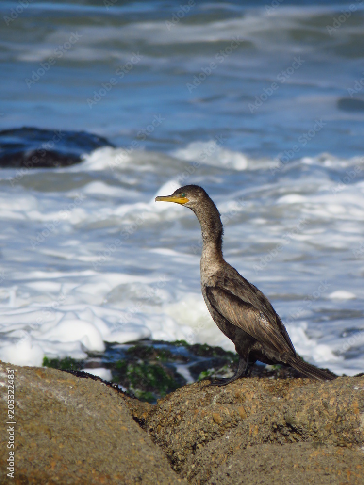 Fototapeta premium cormoran