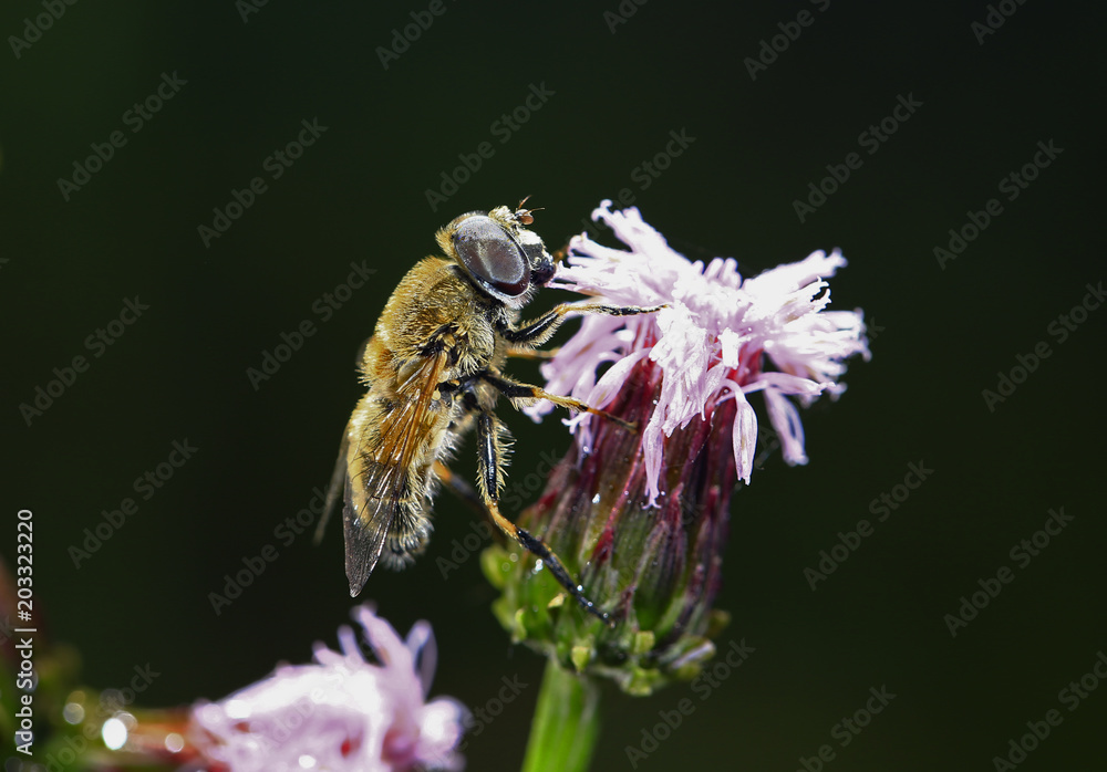 Fototapeta premium Feed aphid fly, in the wild