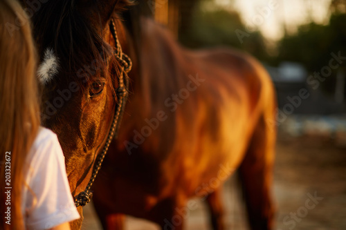 Girl face to face with a horse
