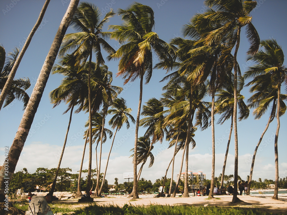 Obraz premium Palm Trees on the Beach