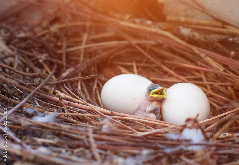 Baby bird in nest and eggs wait mom bird. in the nature Baby bird in nest and eggs wait mom bird. in the nature