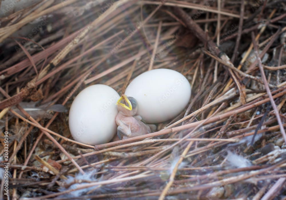 Baby bird  in nest and eggs wait mom bird.  in the nature