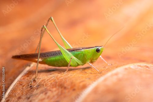 Green Grasshopper Macro