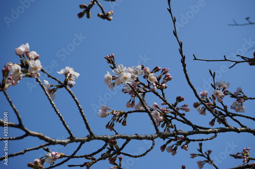 桜