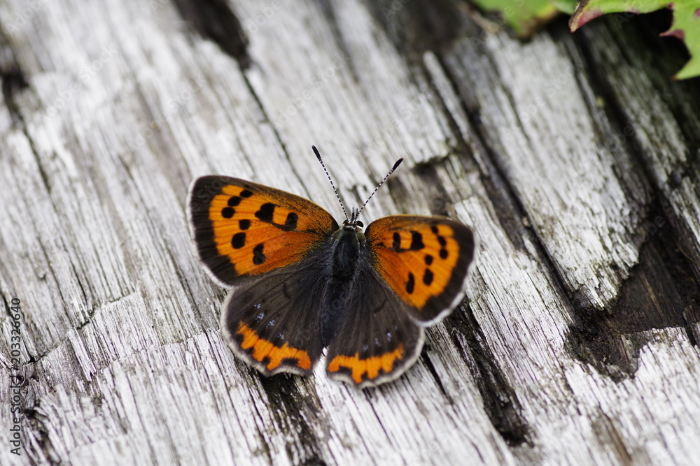 elfin butterfly elfin butterfly