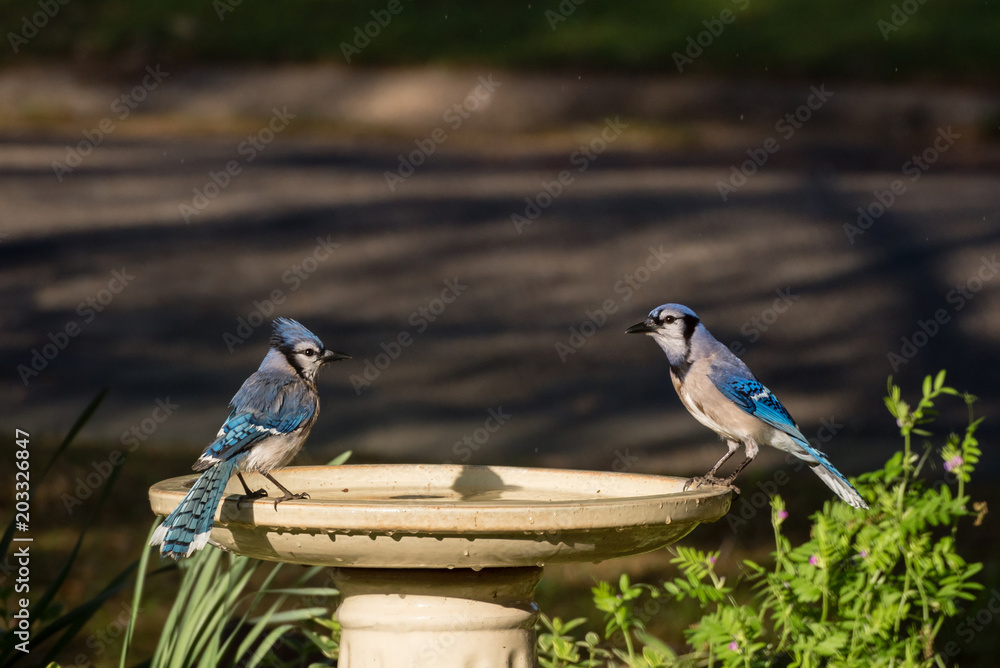 Female Vs Male Blue Jay