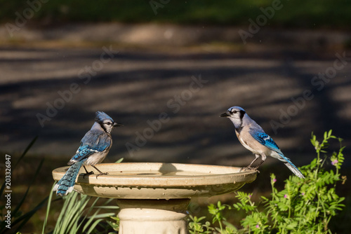 Blue Jay Male and Female on Edge of Birdbath