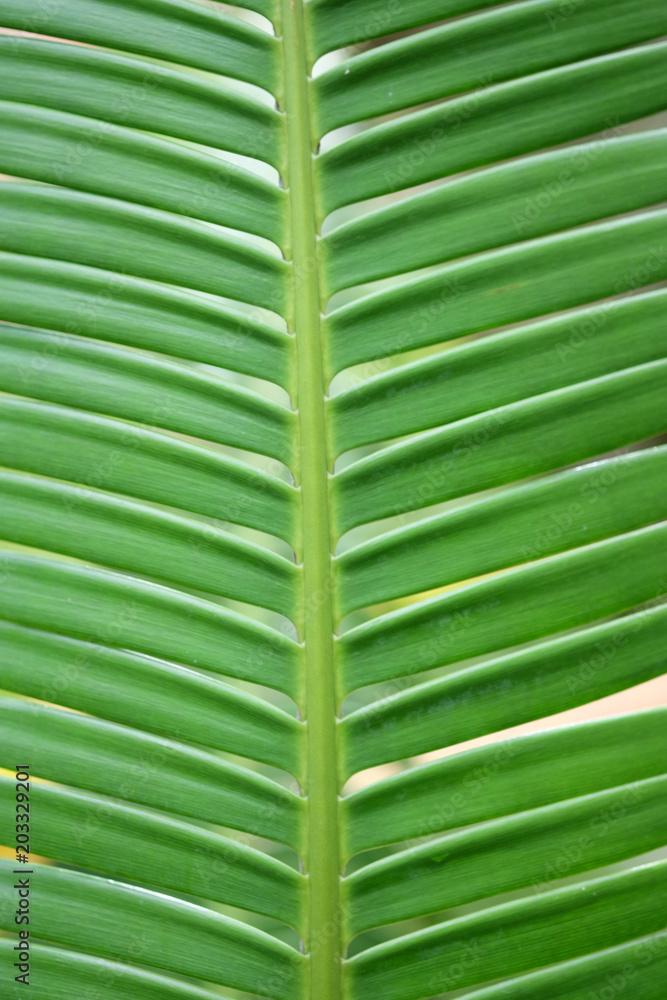 Green Leaf Pattern