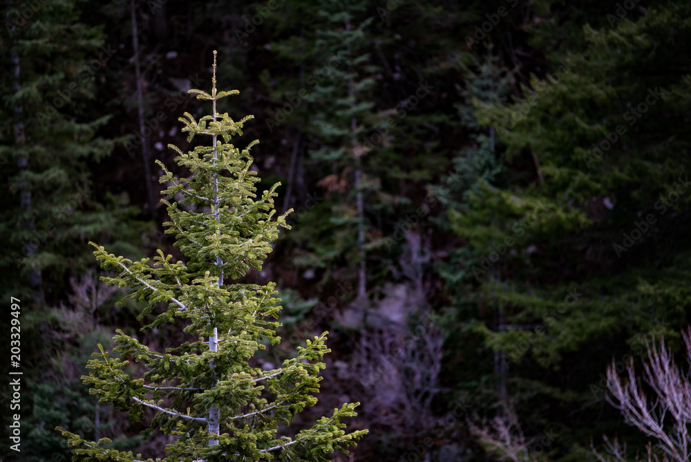 Fototapeta premium Isolated in the Forest