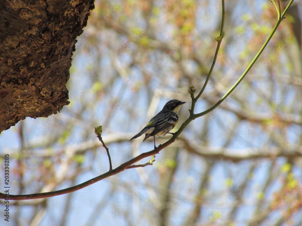 Yellow-rumped Warbler (Myrtle) on a branch. Yellow-rumped Warbler (Myrtle) on a branch.