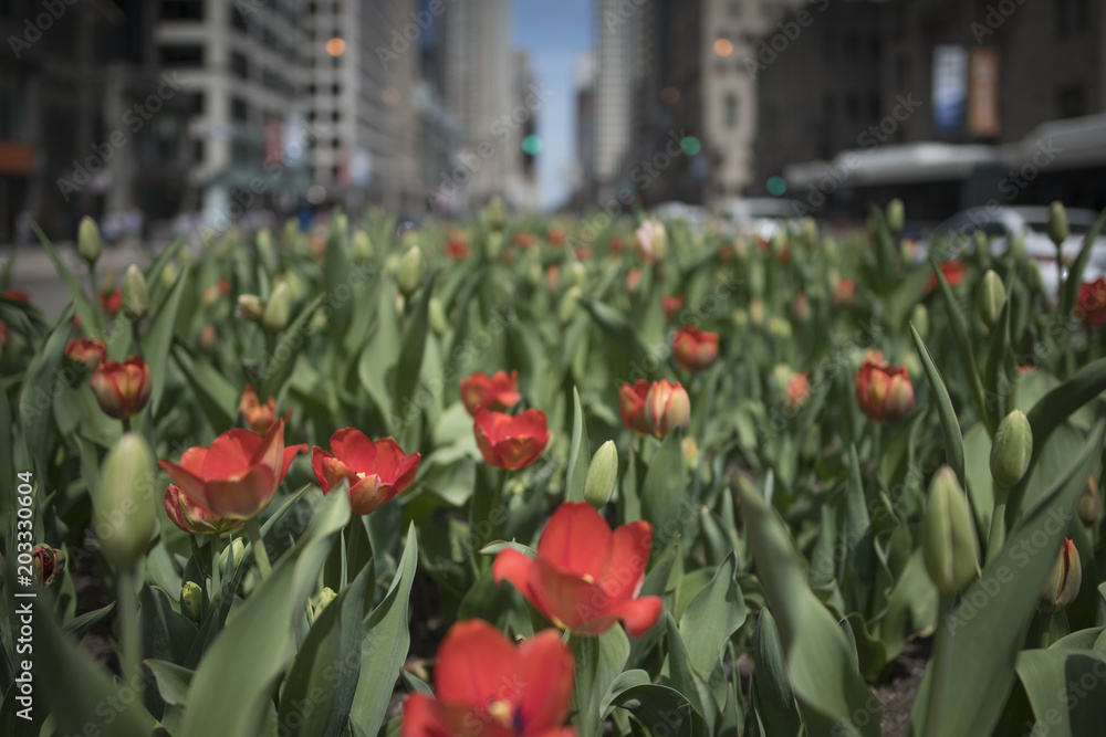 Spring in Chicago