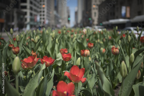 Obraz na płótnie Spring in Chicago w salonie
