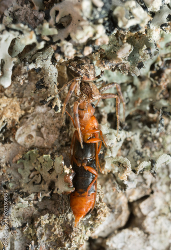 Female Xysticus audax with caught beetle, Hylecoetus dermestoides