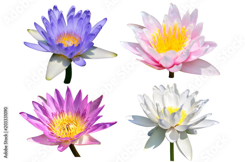 Lotus Flower Isolated on White Background © kwanchaift