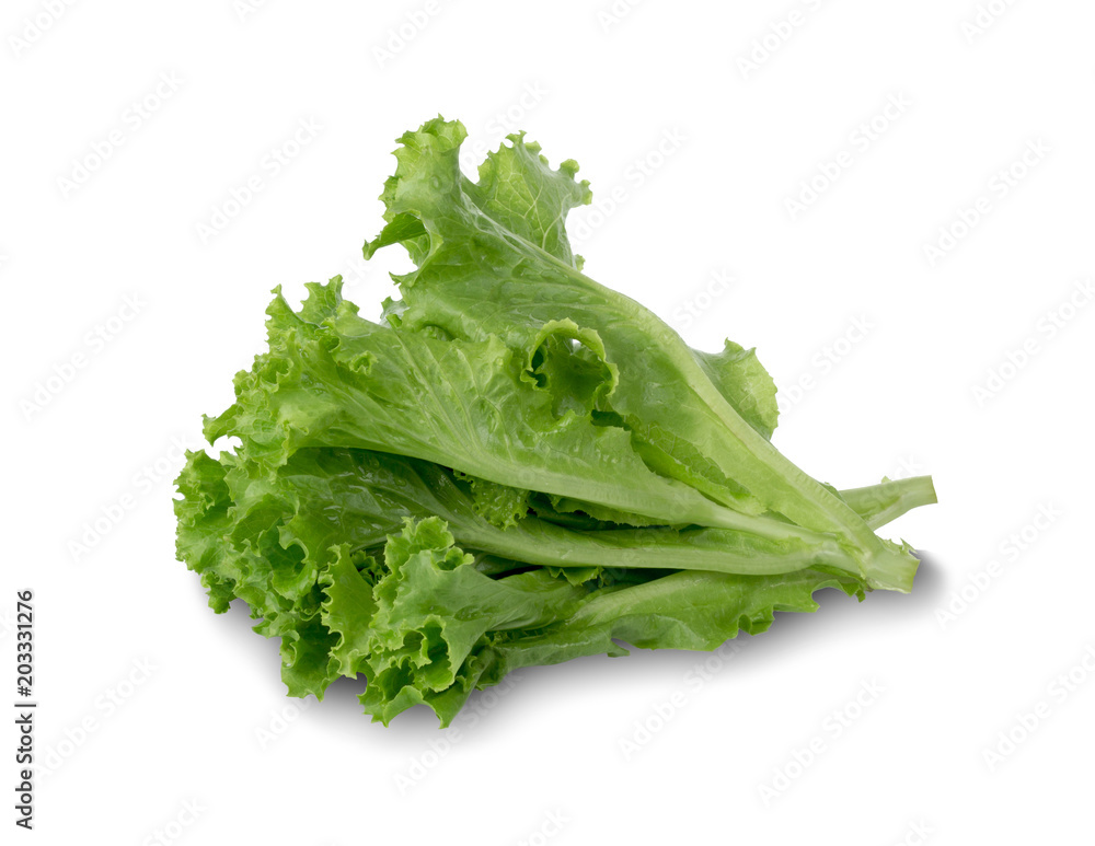 Salad leaf. Lettuce isolated on white background Salad leaf. Lettuce isolated on white background