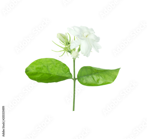 Jasmine Flower isolated on white background with clipping path