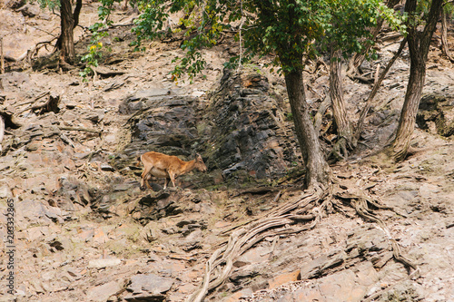Wallpaper Mural A young Caucasian mountain goat in a natural habitat overcomes the mountains. Survival of the animal in difficult natural conditions. Torontodigital.ca