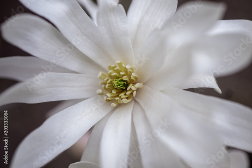 Magnolia flower close up