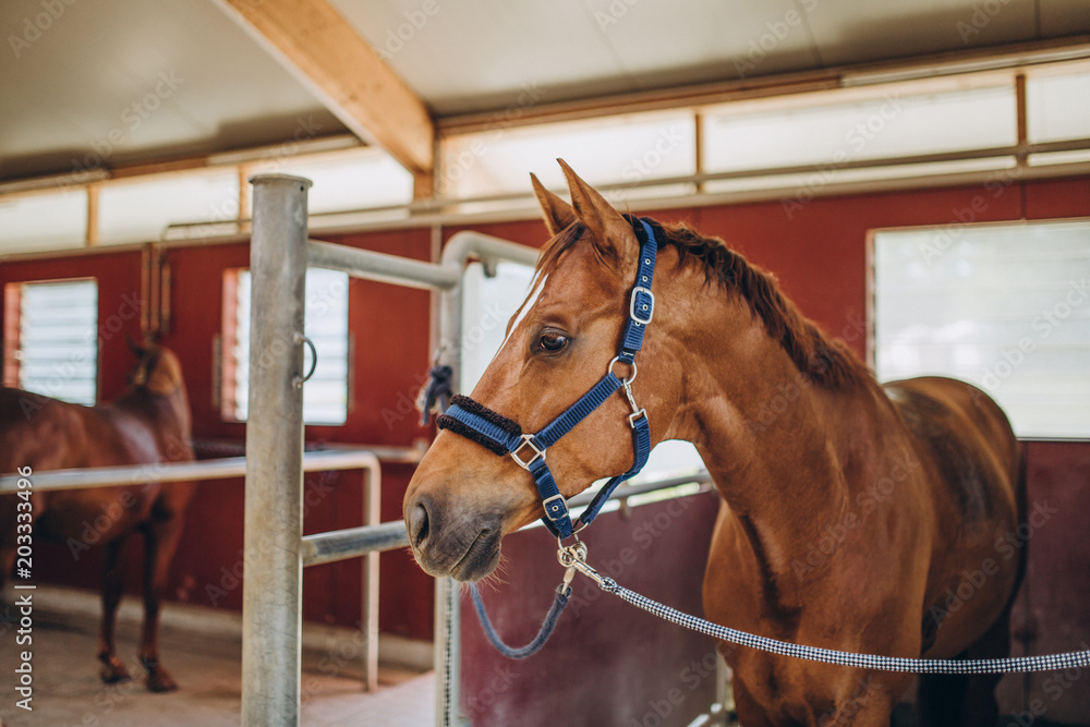 Fototapeta premium selective focus of beautiful brown horse with rig in stable, stuttgart, germany