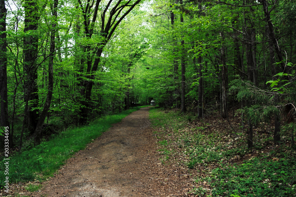 Obraz premium Forest trails by waterfall