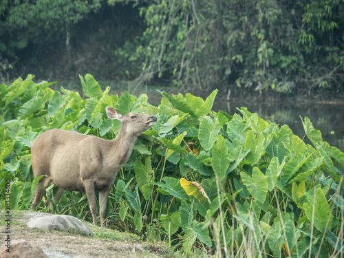Fototapeta Naklejka Na Ścianę i Meble -  Elk is in Lamtaklong, Khaoyai, Thailand