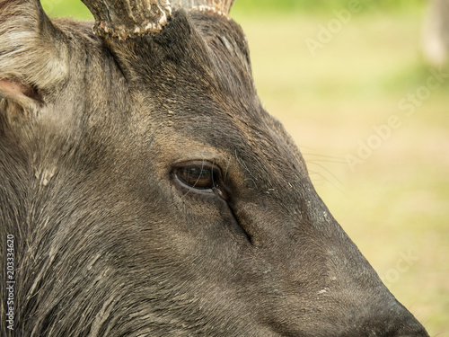 Fototapeta Naklejka Na Ścianę i Meble -  Elk is in Lamtaklong, Khaoyai, Thailand