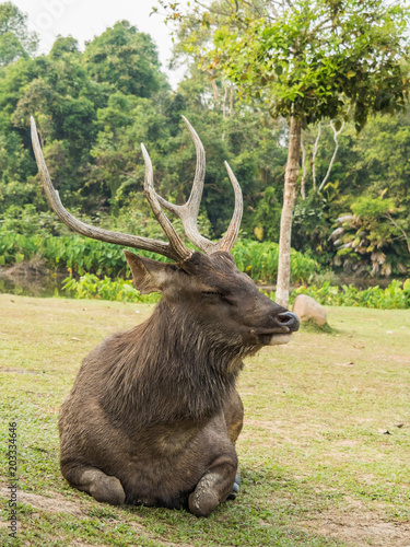 Fototapeta Naklejka Na Ścianę i Meble -  Elk is in Lamtaklong, Khaoyai, Thailand