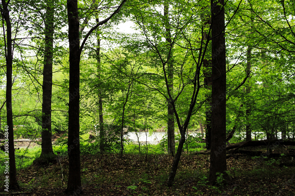 Fototapeta premium Forest trails by waterfall