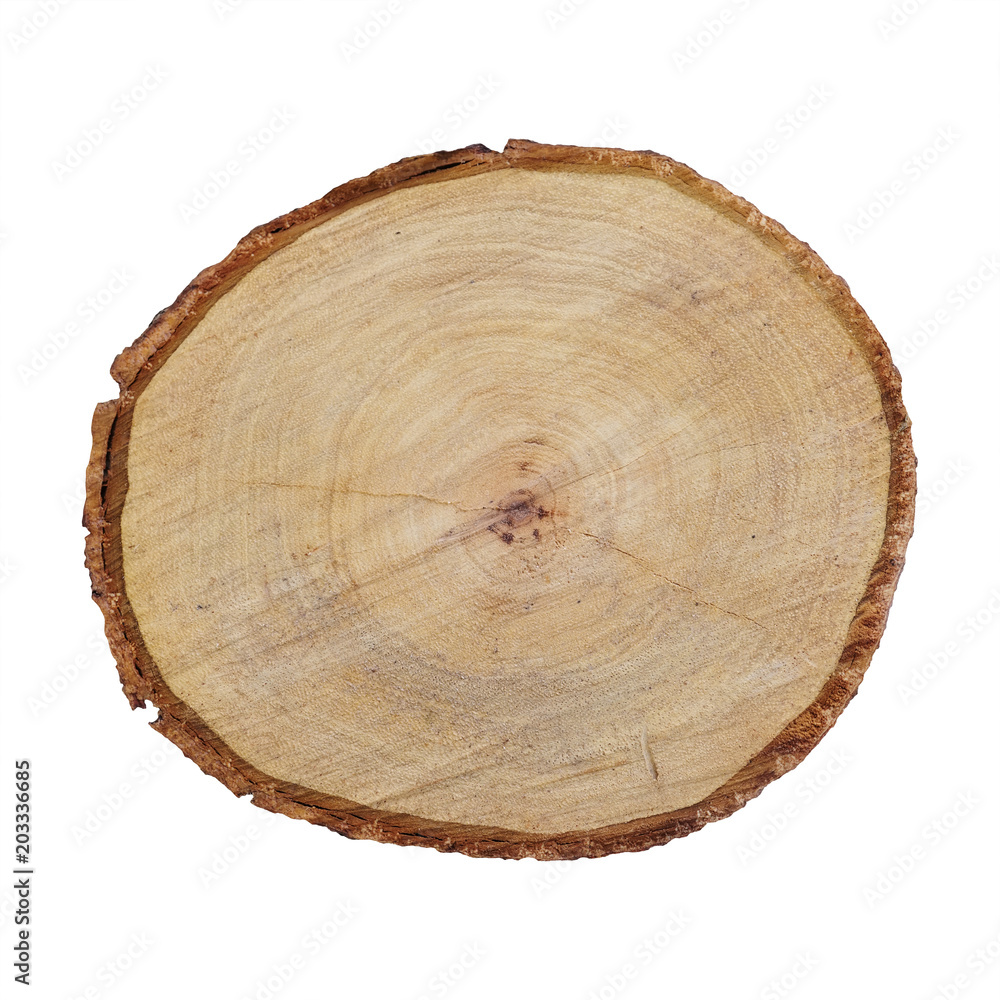 Fototapeta premium stump of tree isolated on white background included clipping path, top view