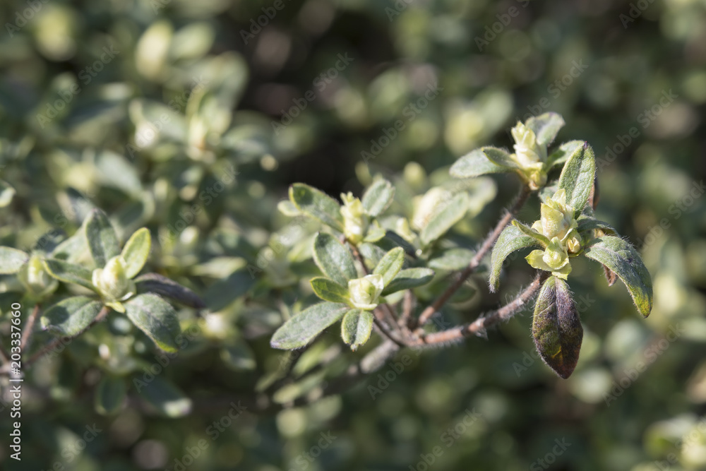 Obraz premium Rolled on rhododendron bushes.