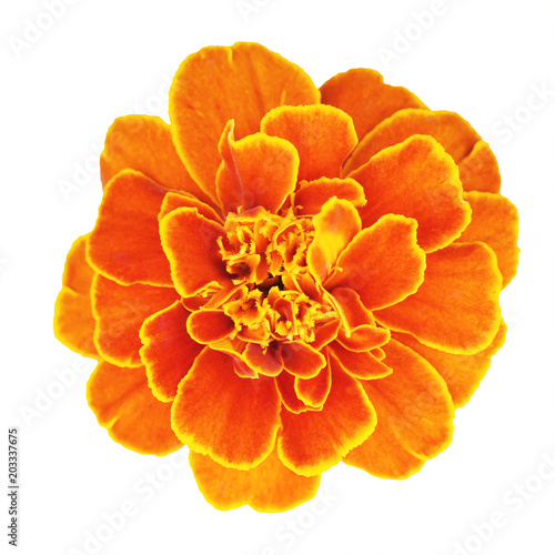 Fototapeta Naklejka Na Ścianę i Meble -  beautiful orange marigold flower isolated on white background with clipping path