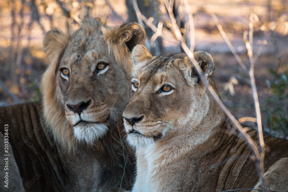 Fototapeta premium Löwe und Löwin