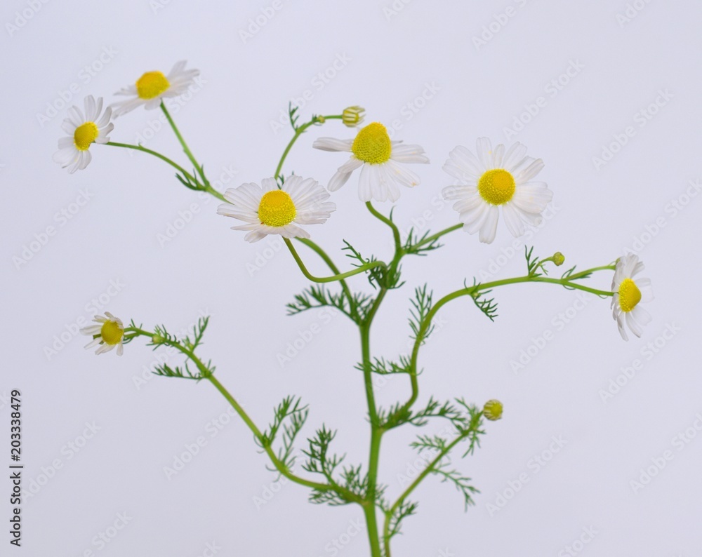 カモミールの花 白バック Stock 写真 Adobe Stock カモミールの花 白バック Stock 写真 Adobe Stock